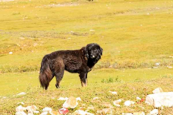 Tibetische Dogge — Stockfoto