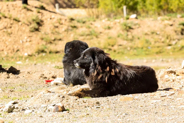 Mastiff tybetański — Zdjęcie stockowe