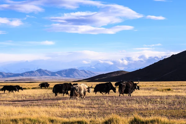 Schöne Landschaft — Stockfoto