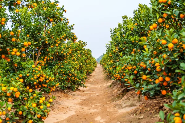 Orangenbäume pflanzen — Stockfoto