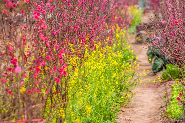 Vietname Flor de cereja — Fotografia de Stock