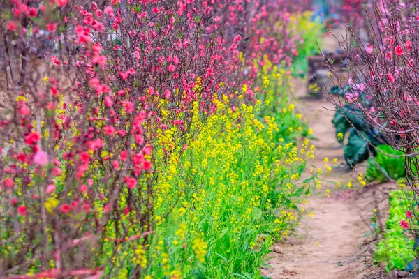 Vietnam Cherry blossom — Stockfoto