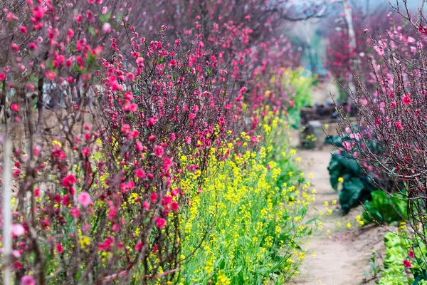 Vietname Flor de cereja — Fotografia de Stock