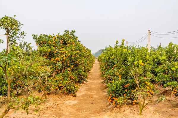 Cultivo de mandarinas — Foto de Stock