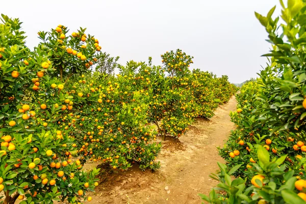 Cultivo de mandarinas —  Fotos de Stock