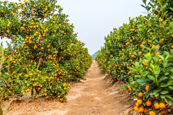 Cultivo de mandarinas —  Fotos de Stock