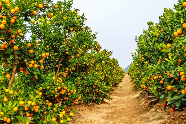 Cultivo de mandarinas —  Fotos de Stock