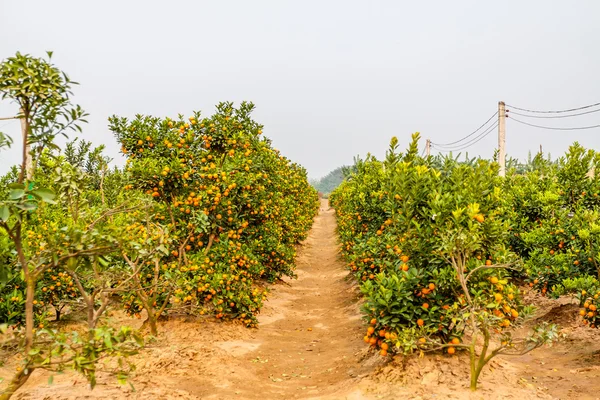Cultivo de mandarinas —  Fotos de Stock