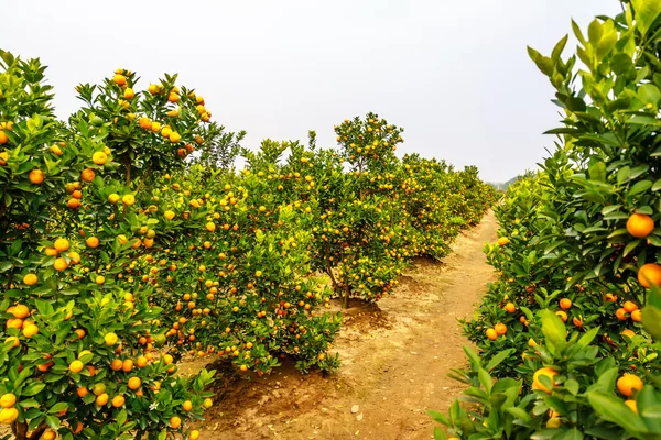 Cultivo de mandarinas —  Fotos de Stock