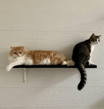 Siyah beyaz çizgili bir kedi ve turuncu tüylü bir kedi bir duvar rafında oturuyor..