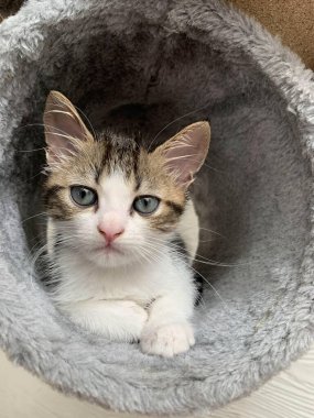 Siyah beyaz çizgili bir kedi yavrusu gri bir halı tünelinde yatıyor..