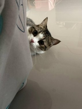 Siyah beyaz çizgili bir kedi yavrusu başını kanepenin arkasından kaldırıp yukarı bakıyordu..