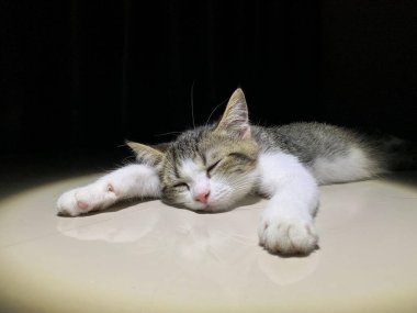 Siyah ve beyaz çizgili kedi yavrusu gözleri önde, bacakları yerde düz uyur..