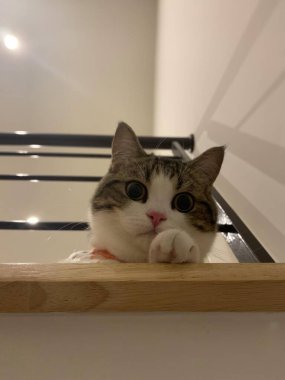 Beyaz ve siyah çizgili kedi yavrusu baş aşağı yatmış, aşağıya bakıyor..