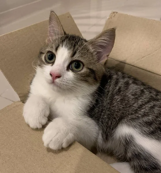 Chaton Gourami Rayé Noir Blanc Trouve Dans Une Boîte Carton — Photo