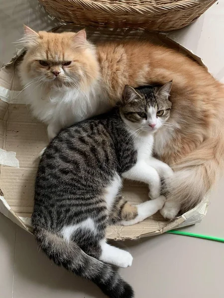 黒と白の縞模様の子猫とオレンジの毛皮の猫が茶色の段ボール箱の中に座って まっすぐ上を見上げます — ストック写真