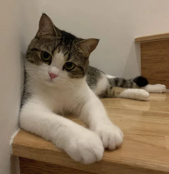 Gatinho Com Listras Pretas Brancas Deitado Encostado Parede Esticando Pernas — Fotografia de Stock