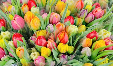 Beautiful flowers floral flower background