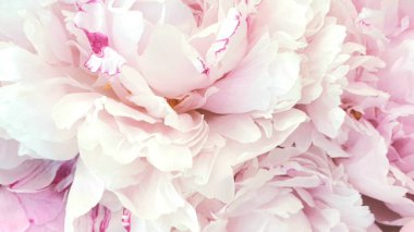 Güzel çiçekler çiçek arkaplanı