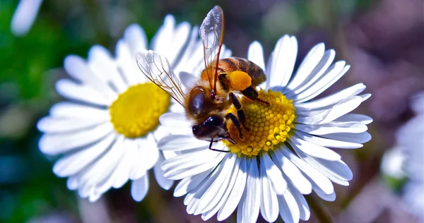 Abeja en flor —  Fotos de Stock