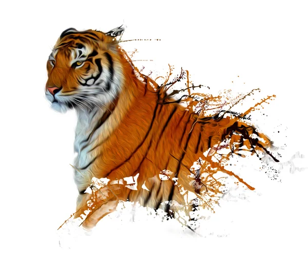 Βουτιά του τίγρη — Φωτογραφία Αρχείου