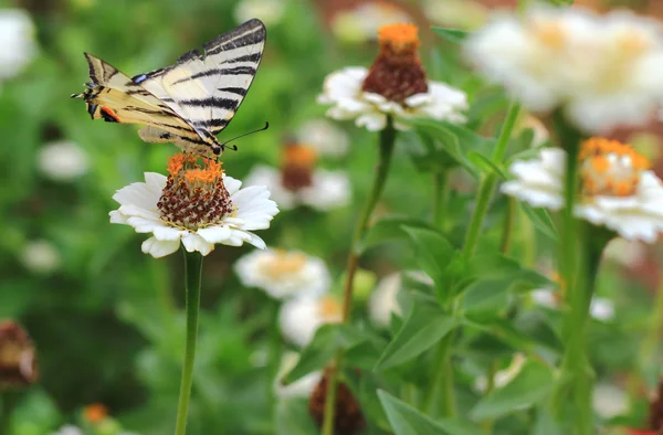 Schmetterling fliegt über Blumen — Stockfoto