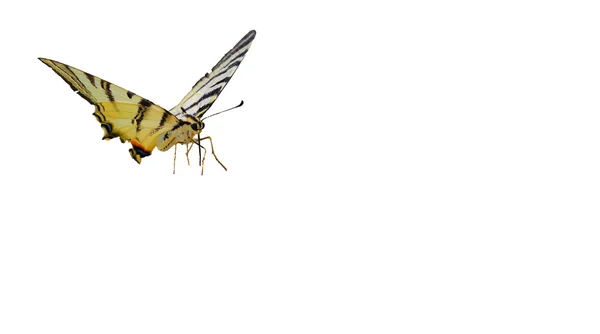 Vlinder op witte achtergrond — Stockfoto