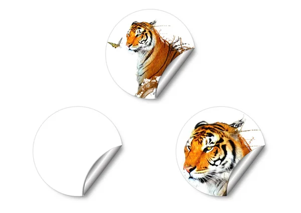 Label tiger splashing — Stock Photo, Image