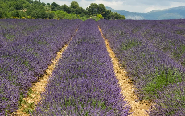 Lavanta provence - Fransa — Stok fotoğraf