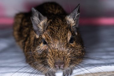 Küçük şirin gri fare Degu yakın plan. Ev hayatı için egzotik bir hayvan. Genel degu, Şili 'den gelen küçük bir histrikomorfin kemirgenidir..