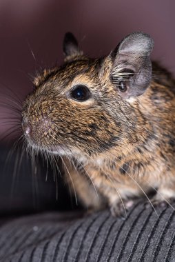 Küçük şirin gri fare Degu yakın plan. Ev hayatı için egzotik bir hayvan. Genel degu, Şili 'den gelen küçük bir histrikomorfin kemirgenidir..