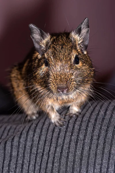 Lilla Söta Grå Mus Degu Närbild Exotiskt Djur För Hemlivet — Stockfoto