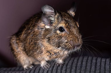 Küçük şirin gri fare Degu yakın plan. Ev hayatı için egzotik bir hayvan. Genel degu, Şili 'den gelen küçük bir histrikomorfin kemirgenidir..