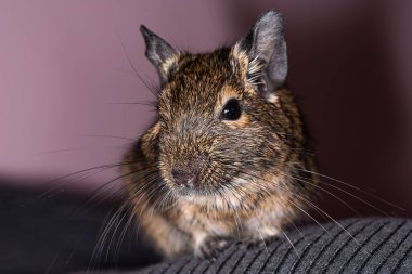 Küçük şirin gri fare Degu yakın plan. Ev hayatı için egzotik bir hayvan. Genel degu, Şili 'den gelen küçük bir histrikomorfin kemirgenidir..