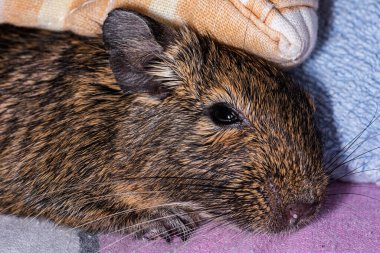 Küçük şirin gri fare Degu yakın plan. Ev hayatı için egzotik bir hayvan. Genel degu, Şili 'den gelen küçük bir histrikomorfin kemirgenidir..