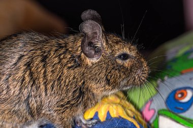Küçük şirin gri fare Degu yakın plan. Ev hayatı için egzotik bir hayvan. Genel degu, Şili 'den gelen küçük bir histrikomorfin kemirgenidir..