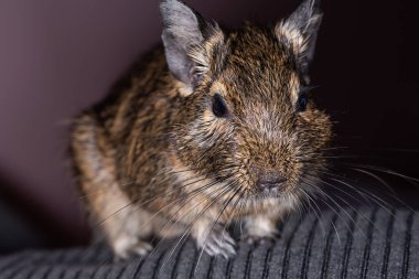 Küçük şirin gri fare Degu yakın plan. Ev hayatı için egzotik bir hayvan. Genel degu, Şili 'den gelen küçük bir histrikomorfin kemirgenidir..