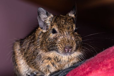 Küçük şirin gri fare Degu yakın plan. Ev hayatı için egzotik bir hayvan. Genel degu, Şili 'den gelen küçük bir histrikomorfin kemirgenidir..