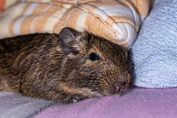 Piccolo Mouse Grigio Carino Degu Primo Piano Animali Esotici Vita — Foto Stock