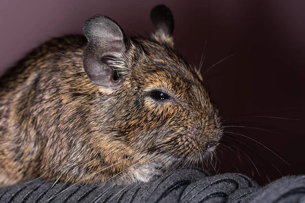 Küçük şirin gri fare Degu yakın plan. Ev hayatı için egzotik bir hayvan. Genel degu, Şili 'den gelen küçük bir histrikomorfin kemirgenidir..