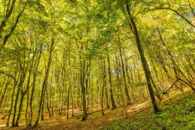 Sonbahar yaprakları, içinden güneş ışınları geçiyor. Fruska Gora 'da sonbahar, Sırbistan ve Voyvodina' da güzel bir orman.