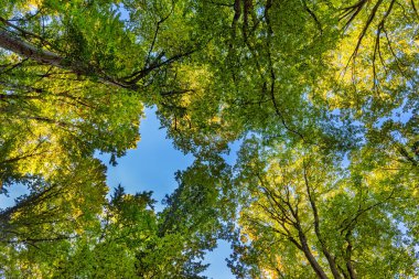 Yukarıdaki Uzun Orman. Sonbahar yapraklarındaki kudretli ağaç. Yoğun bir ormana bak.