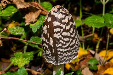 Saksağan mürekkep mantarı (Coprinopsis picacea). Siyah ve beyaz, büyük şapkalı, sonbaharda mantar..