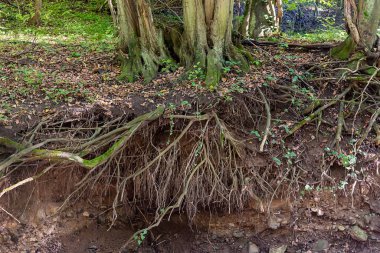 Güzel uzun ağaç ve onun tüneği toprakta görünür. Ormandaki ağaç