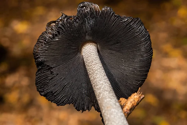 Um fungo magpie inkcap (Coprinopsis picacea). Preto e branco, grande eclodido, cogumelo no outono. — Fotografia de Stock