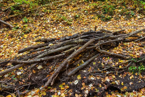 Avverkade Träd Avskogningskoncept Stubbar Stockar Och Grenar Träd Efter Att — Stockfoto