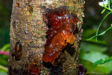 Ağaçtaki güzel reçine