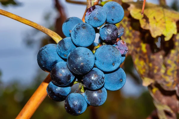 ブドウ畑で収穫する準備ができてバラや赤ワインを作るために使用して黒または青のシラーワインブドウを熟す — ストック写真