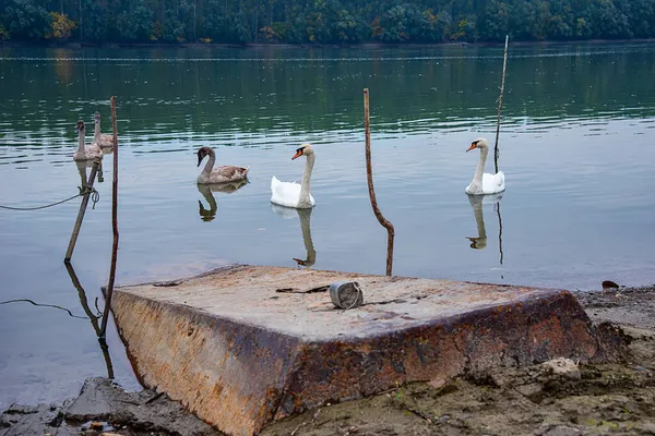 Família Cisnes Rio Com Cisnes — Fotografia de Stock