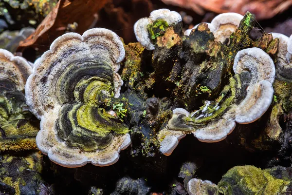 Oneetbare Paddenstoel Boom — Stockfoto